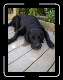 HPIM0161 * Wesley, tr�tt efter badet * 1920 x 2576 * (2.06MB)