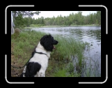HPIM0196 * Baileys tr�nar hos Marie p� kennel Kullaholm * 2576 x 1920 * (2.5MB)