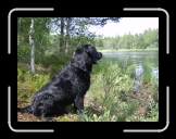 HPIM0198 * Wesley tr�nar hos Marie p� kennel Kullaholm * 2576 x 1920 * (2.35MB)