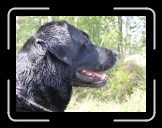 HPIM0200 * Wesley tr�nar hos Marie p� kennel Kullaholm * 2576 x 1920 * (2.13MB)