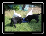 HPIM0207 * Madicken (svart), Lisabeth (svart), Greve Kr�k (gul) och  Abbe Fender (gul) * 2576 x 1920 * (2.35MB)